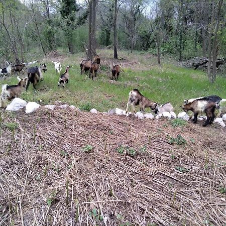 Farm House Godinje Екстер'єр фото