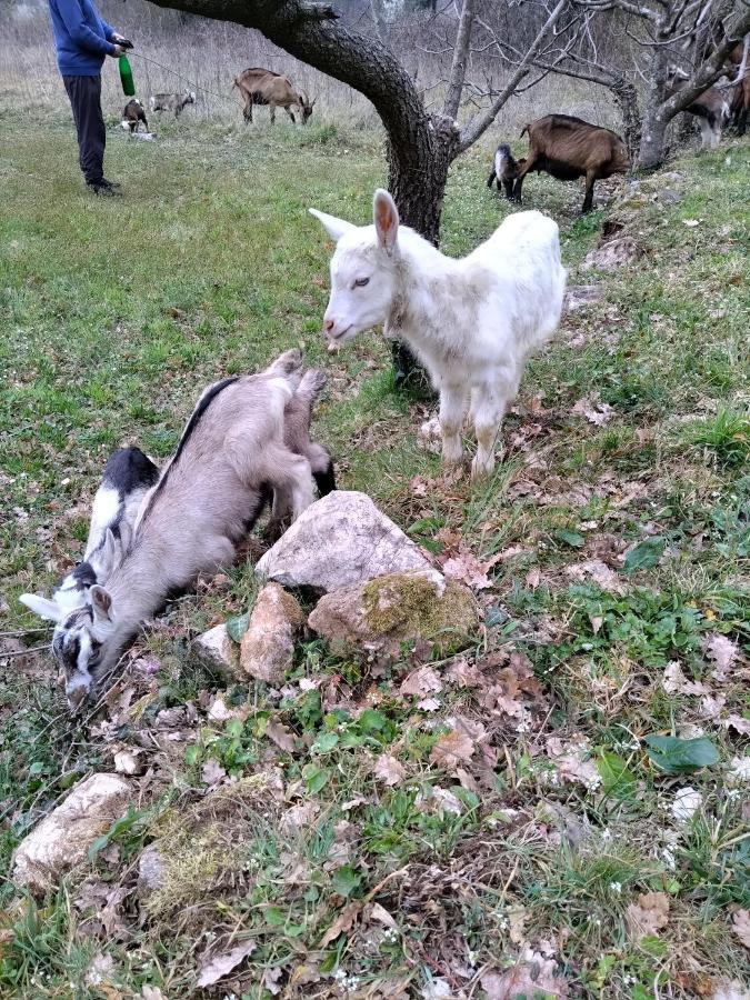 Farm House Godinje Екстер'єр фото